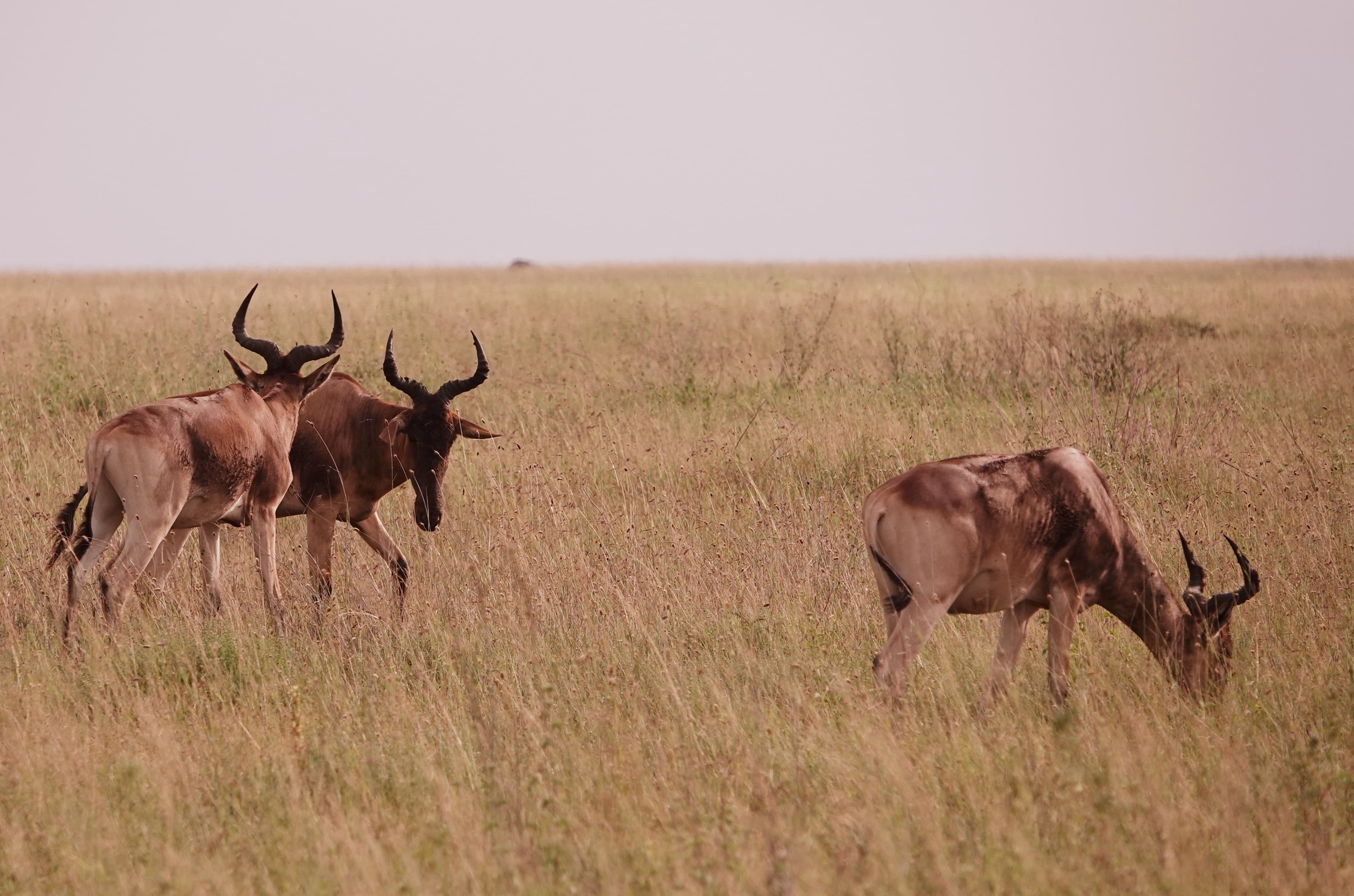 Tanzania 8 Days Budget Safari